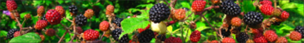 Picture of blackberries on a bush