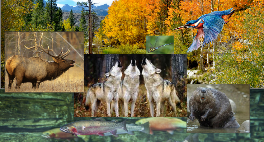 Picture of wolves and the other almimals listed in yYellowstone Park